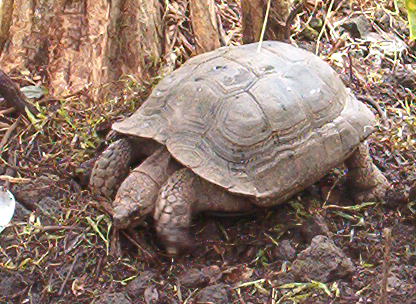 tortoise2.jpg